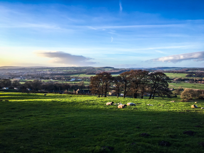 grassland, animal, meadow, farm, animal themes, a660, land, pets, tranquil scene, united kingdom, cow, west yorkshire, group of animals, scenics - nature