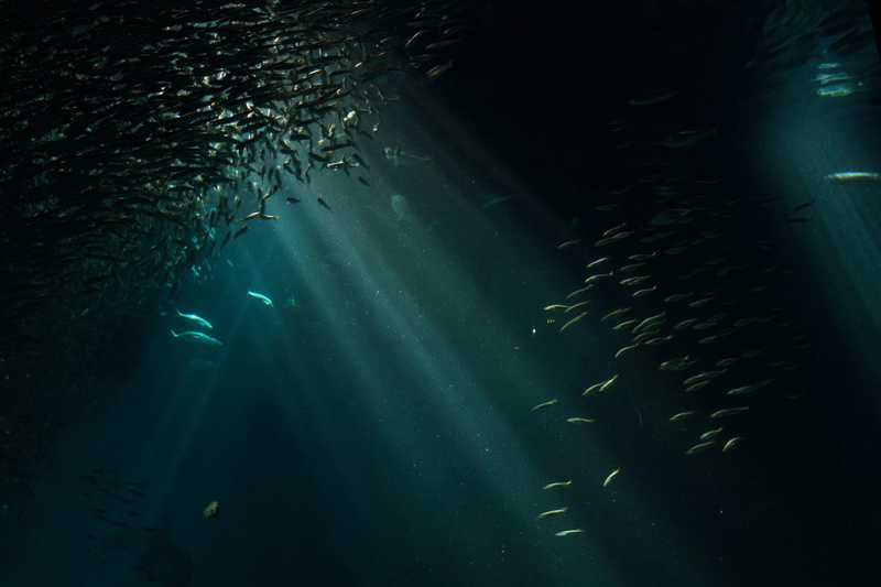 large group of animals, undersea, animal, nature, underwater, sea, animals in the wild, marine, fukuoka prefecture, animal wildlife, fukuoka, turquoise colored