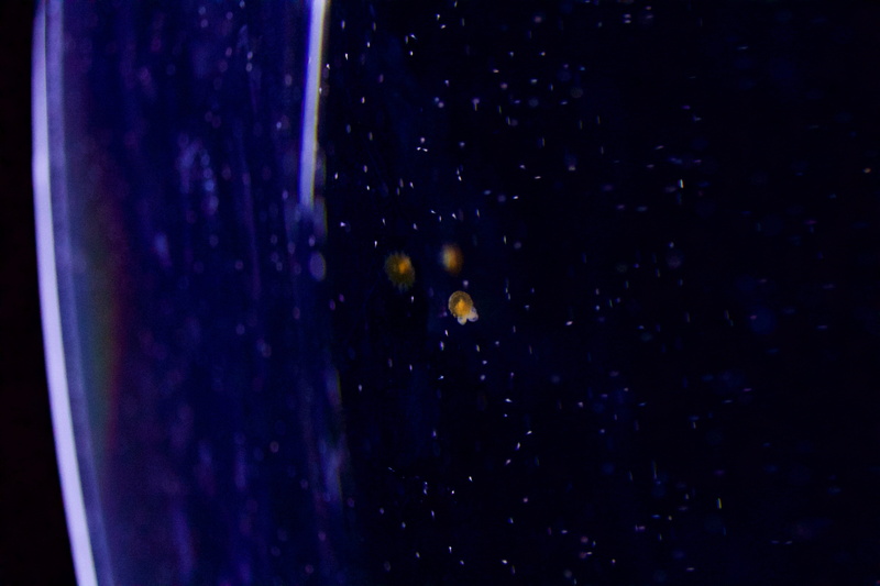 science, blue, star - space, transparent, fukuoka, sky, water, beauty in nature, japan, close-up, no people, indoors, aquarium, drink, night, dark, food and drink