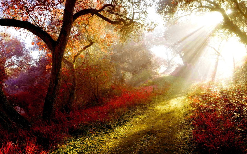 morning, tree, path, nature, torch, nature and landscapes, 1080P, sunshine, mist, autumn
