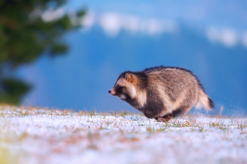 Enoteca, snow, winter, Raccoon dog, 1080P, Ussuri raccoon Fox, running
