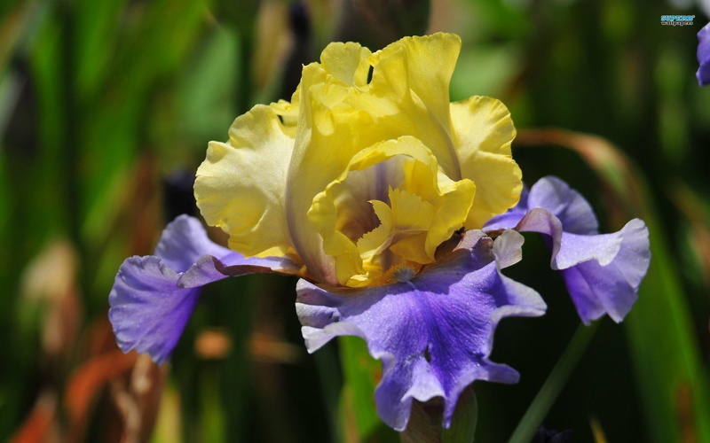 spring, petals, flower, iris, amp, pretty, yellow, purple, 1080P, lovely, nature and landscapes, nature
