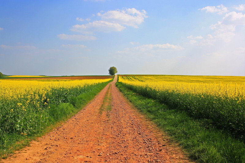 saargau, environment, land, growth, wide, saarland, pathway, field of rapeseeds, agriculture, flowering plant, outdoors, early summer, flower, rural, tranquility