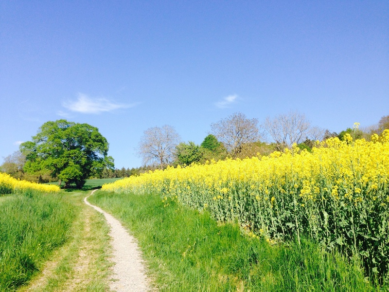 sun, grass, meadow, field of rapeseeds, green, scenics - nature, landscape, tree, clouds, arable, lane, tranquility, back light, yellow, summer, sunshine