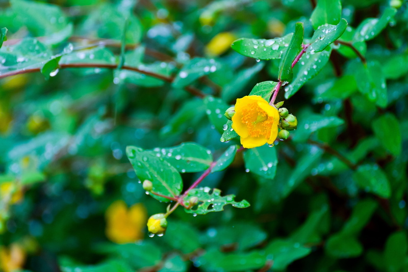 leaf, 4K, petal, was, growth, selective focus, vulnerability, fragility, outdoors, nature, water, flower head, in the early summer, flowers, green color