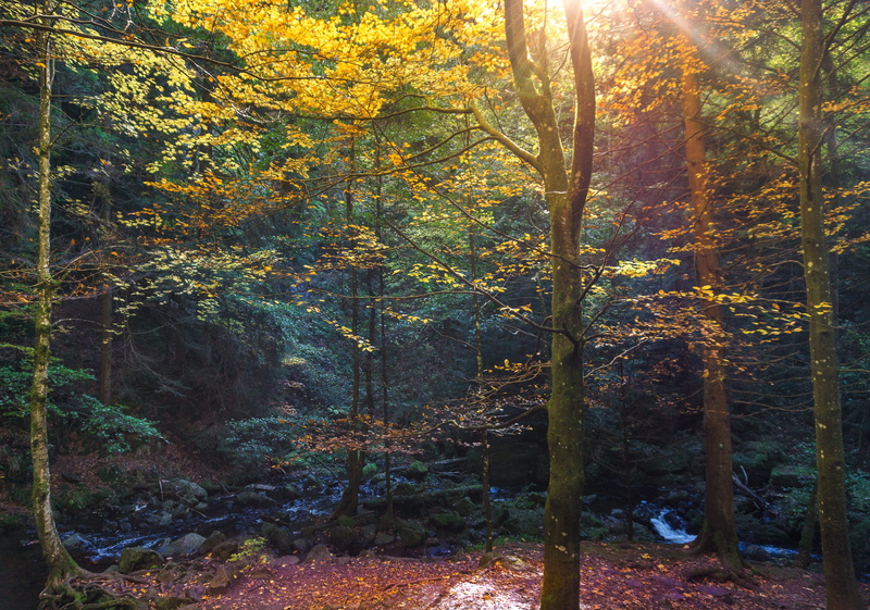 bright, black forest, forest, early in the morning, light, sunlight, branches, light beam, photography, no people, day, green leaf, colorful, nature, mystical