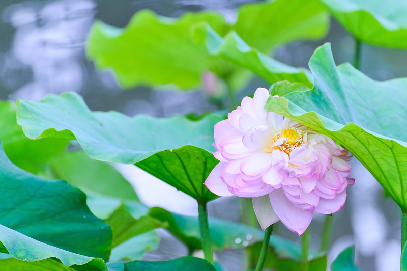 rainy season, aquatic plant, flowers, beauty in nature, freshness, Natural, flower, lotus, pink color, flower head, plant part, inflorescence, 4K, leaf