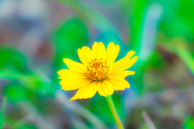 green, close-up, spring flowers, petal, plant, japan, day, leaf, landscape, no people, nature, grass, vulnerability, summer flowers, flowering plant, flower