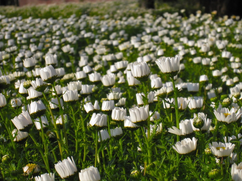 beauty In Nature, no People, margaret, cute, many, springtime, Early Morning, day, summer, antomasako, white, chrysanthemum, flower bed, meek, Early, female