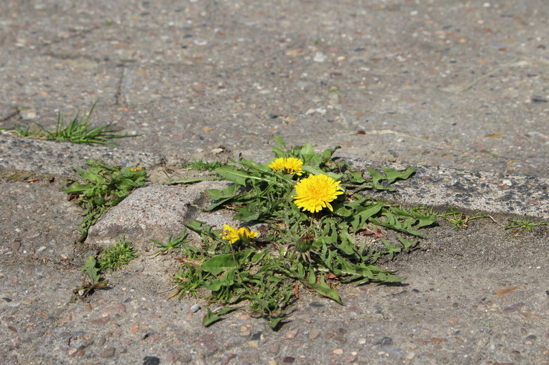 nature, Sun, Flower, land, Dandelion, no people, away, growth, summer plant, Blossom, bloom, flowering plant, close-up, flower head, day, yellow, fragility