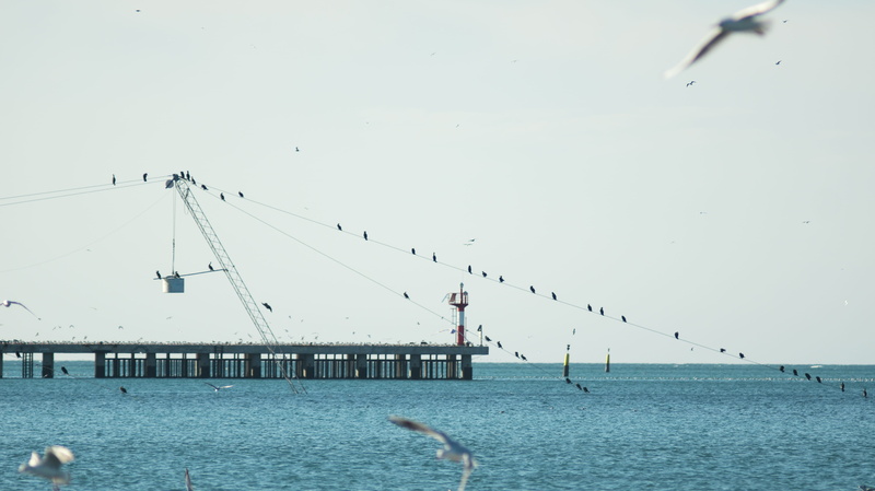 animal wildlife, beach, lighthouse, outdoors, nature, vertebrate, group of animals, flock of birds, architecture, cormorant, day, water, animals in the wild