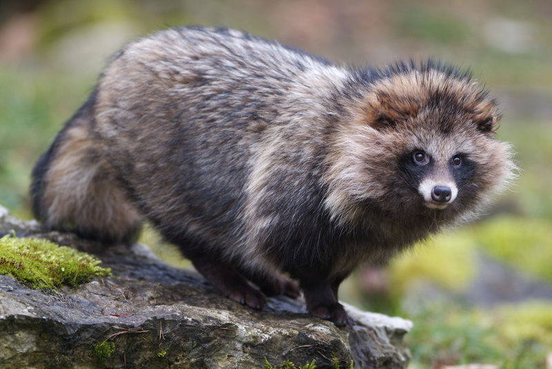 5K, raccoon dog