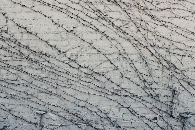 day, washer, animal, built structure, floor, 2K, building exterior, veins, tile, cricket insect, outdoors, gray, stone wall, abstract, texture, cracked