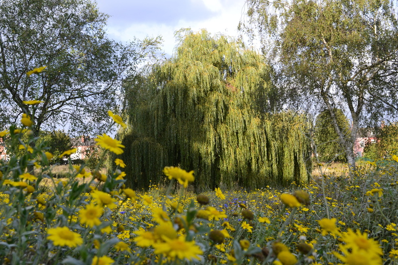 tranquil scene, plant, day, flower, sky, green color, view, freshness, vulnerability, environment, 4K, park, field, springtime, scene, countryside, nature