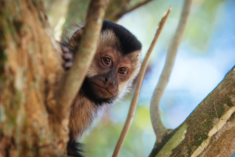 monkey, animals in the wild, black capuchin, portrait, animal portrait, capuchin monkey, brazil, rio de janeiro, no people, primate, looking, 4K, mammal