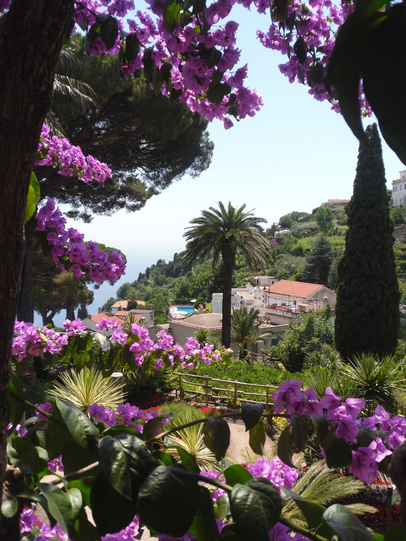 pink color, planting, gardening, 4K, iris, flower head, amalfi coast, patio, garden, porch, flower, ravello, italy, flowering plant, day, sunlight, lupin