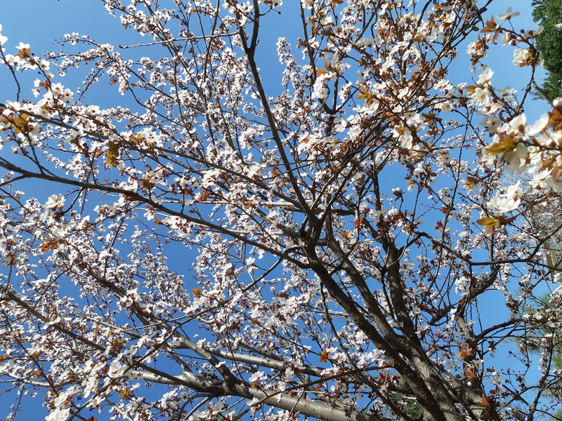 sky, 4K, cherry blossom, plant, day, no people, growth, spring, branch, fragility, outdoors, turkey, freshness, flowering plant, white, grain, cherry