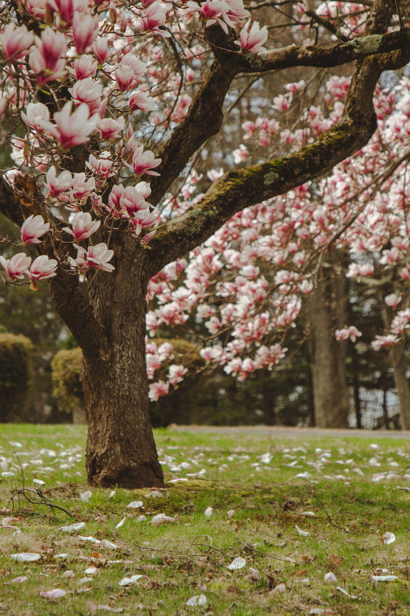 trunk, pink color, persimmon, plant, petal, growth, no people, bench, nature, fragility, grass, outdoors, freshness, beauty in nature, furniture, peony