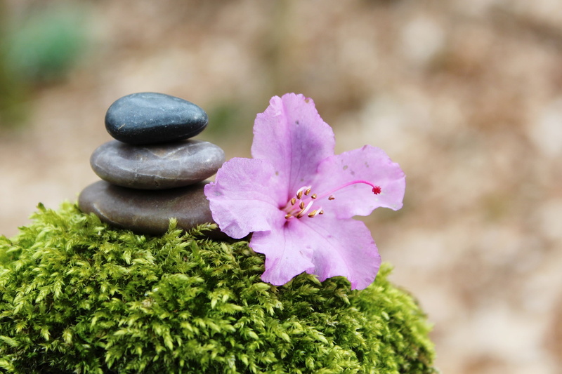 tranquil Scene, vulnerability, plant, growth, beauty in nature, harmony, day, stone, pink, cairn, spring, flowering plant, 2K, stack, deco, stone - Object