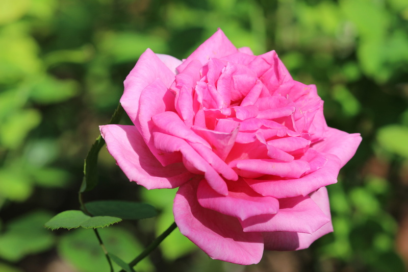 jar, plant, flower head, vase, pasta, flowering plant, grass, carnation, petal, rose - flower, pink color, inflorescence, close-up, nature, growth, pottery