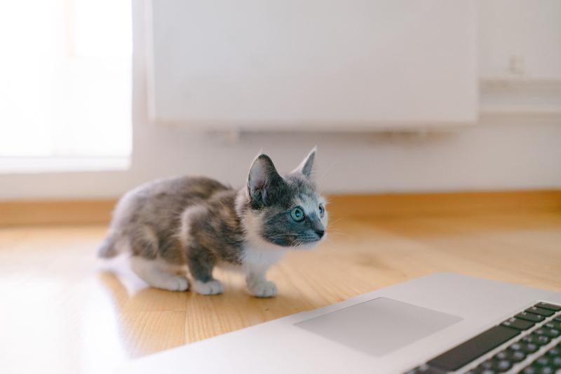 rodent, one animal, table, whisker, home, 4K, pet, laptop, connection, abyssinian, manx, indoors, macbook, cat, no people, domestic, calico, electronics