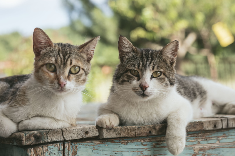nature, looking at camera, manx, animal head, pets, cat, feline, green, cats, animal eye, group of animals, wood, closeup, fur, domestic animals, wood - material