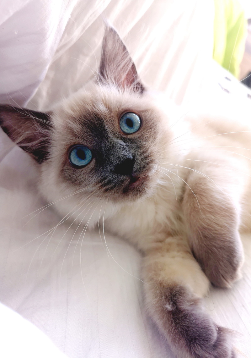 twickenham, looking at camera, united kingdom, doll, angora, kitten, ora, abyssinian, mammal, eye, veterinarian, animal eye, domestic cat, domestic, portrait