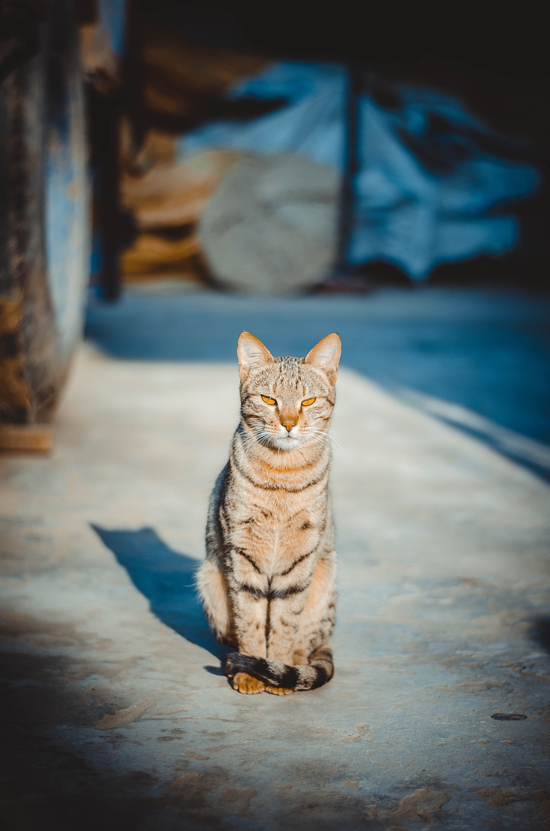 vertebrate, pavement, selective focus, kitten, domestic cat, 4K, one animal, cat pose, focus on foreground, feline, cat lover, sitting, tabby, angora