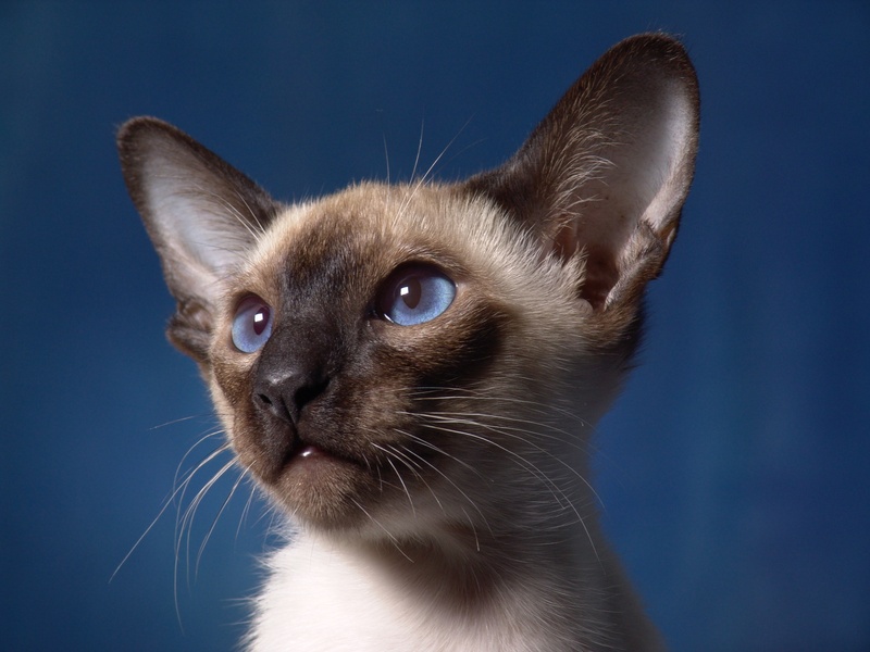 indoors, hair, animal head, no people, kitten, paw, animal themes, studio shot, thoroughbred, domestic animals, domestic, pet, animal eye, blue background