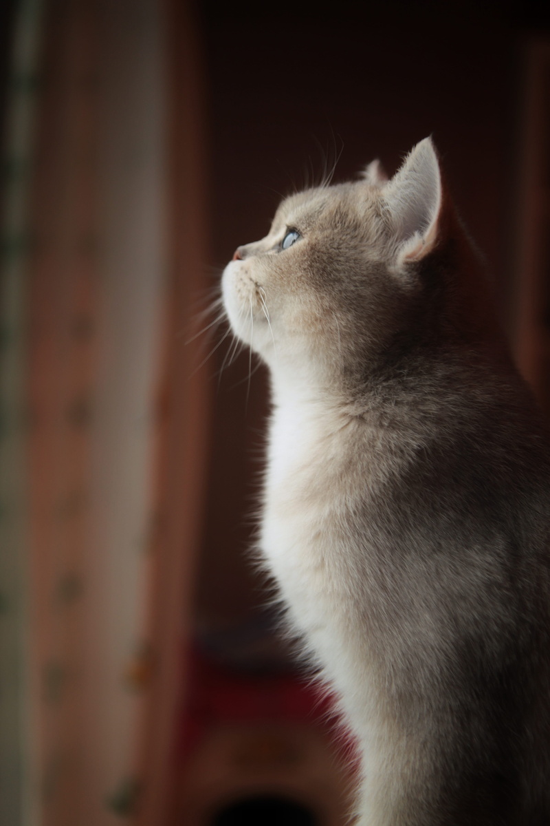 vertebrate, 5K, britishshorthair, indoors, british short hair, focus on foreground, domestic animals, profile view, focus, mammal, cat, abyssinian, eye