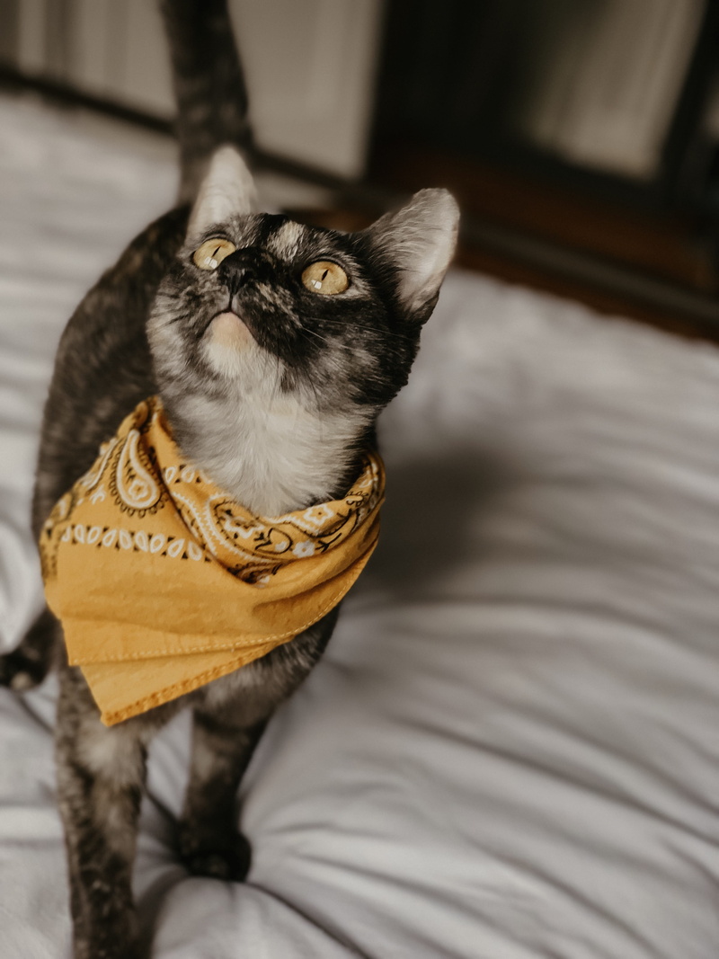 siamese, apparel, bandana, no people, kitty, scarf, furniture, kitten, chattanooga, mammal, domestic animals, animal head, indoors, abyssinian, clothing