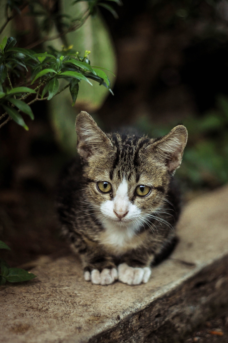 animal eye, fur, animals, animal, whisker, domestic, cat, vertebrate, leaves, young animal, leaf, grey, one animal, pet, wall, cats, pets, feline, manx