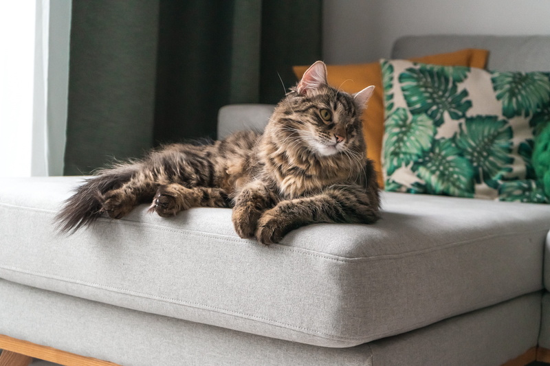 couch, vertebrate, brown, feline, domestic animals, home interior, cushion, armchair, tabby, 5K, one animal, focus on foreground, animal, kitten, home