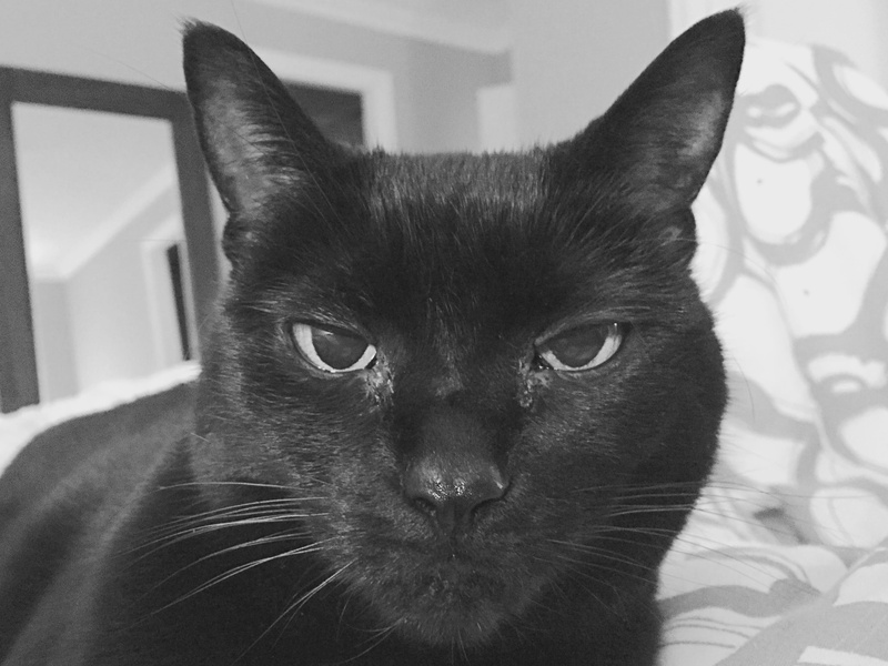 text, looking at camera, one animal, relaxation, black cat, snout, portrait, animal eye, animal head, close-up, strap, dog, labrador retriever, whisker