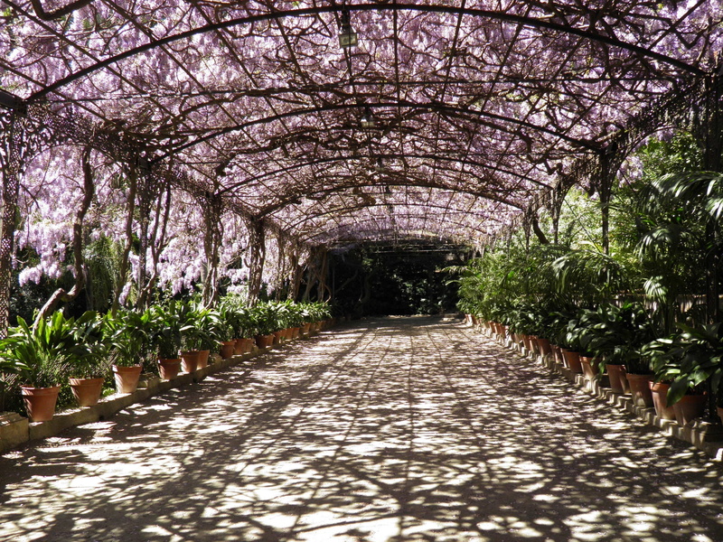 spring, floral, in a row, cherry blossom, beauty in nature, Botanical Garden, diminishing perspective, 2K, tree canopy, springtime, creeper, no people