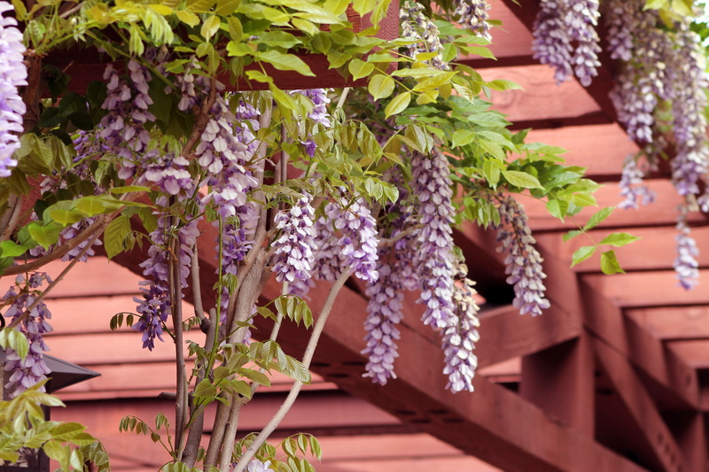 focus on foreground, pergola, outdoors, plant part, flowers, leaf, no people, vulnerability, plant, low angle view, nature, tree, close-up, architecture
