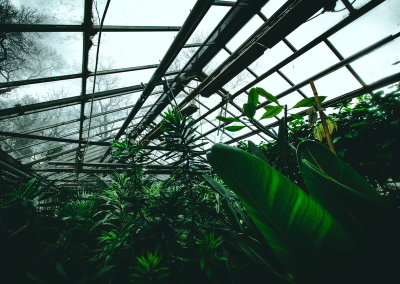 botany, outdoors, sunlight, land, 5K, nature, growth, moss, day, ceiling, window, plant nursery, field, agriculture, patio, vegetation, beauty in nature