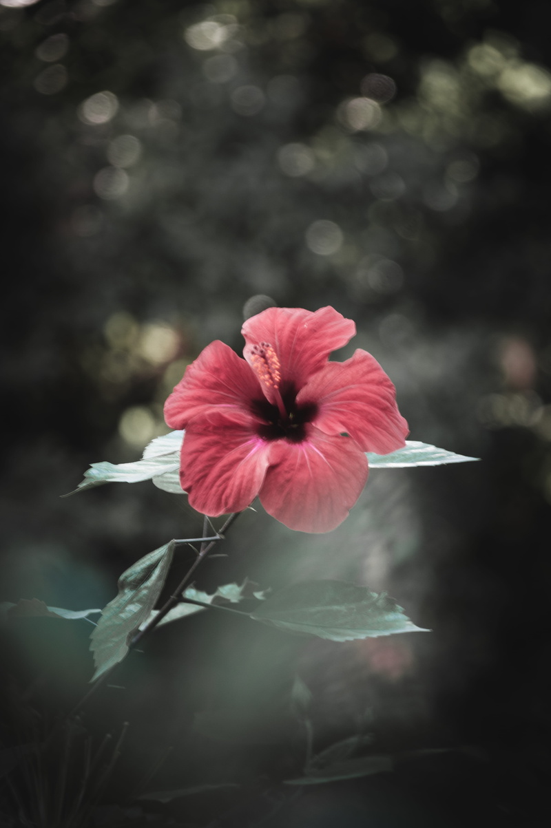 beauty in nature, petal, day, greece, athina, freshness, flower, flowering plant, focus on foreground, inflorescence, outdoors, flower head, close-up, national garden