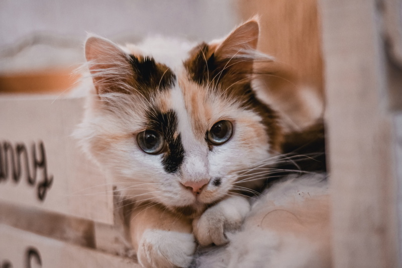 looking at camera, animal eye, vegetable, hardwood, fire, monarch, no people, plant, angora, siamese, close-up, one animal, kitten, beige, calico, pets