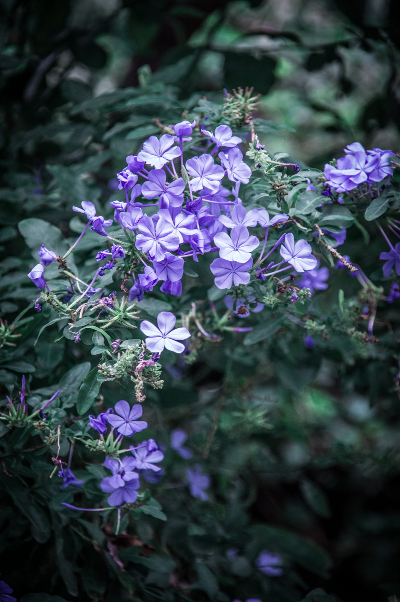 nature, springtime, 5K, no people, selective focus, greece, beauty in nature, lilac, purple, plant, petal, fragility, anafiotika, flower head, freshness