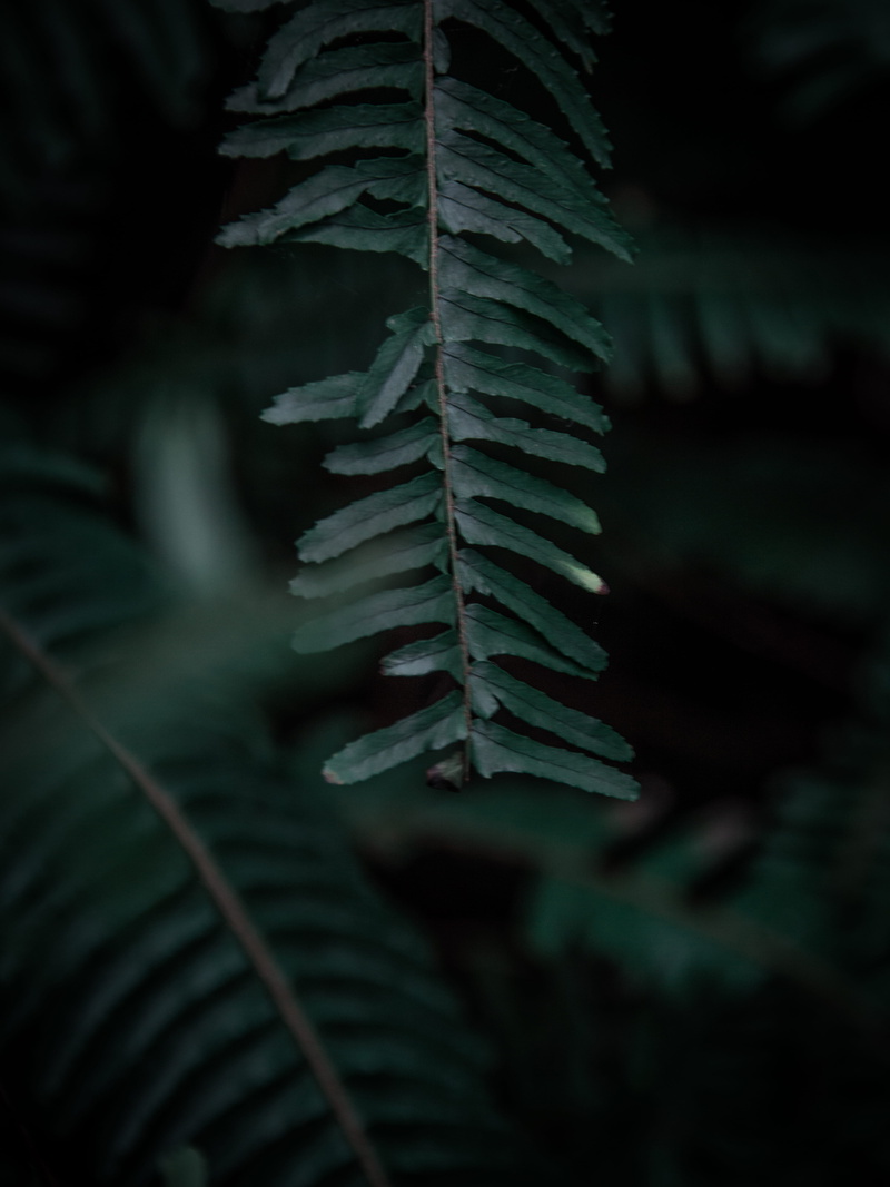 leaf, plant part, athina, no people, close-up, tree, palm leaf, focus on foreground, pine tree, fern, green color, land, natural pattern, fir tree, outdoors