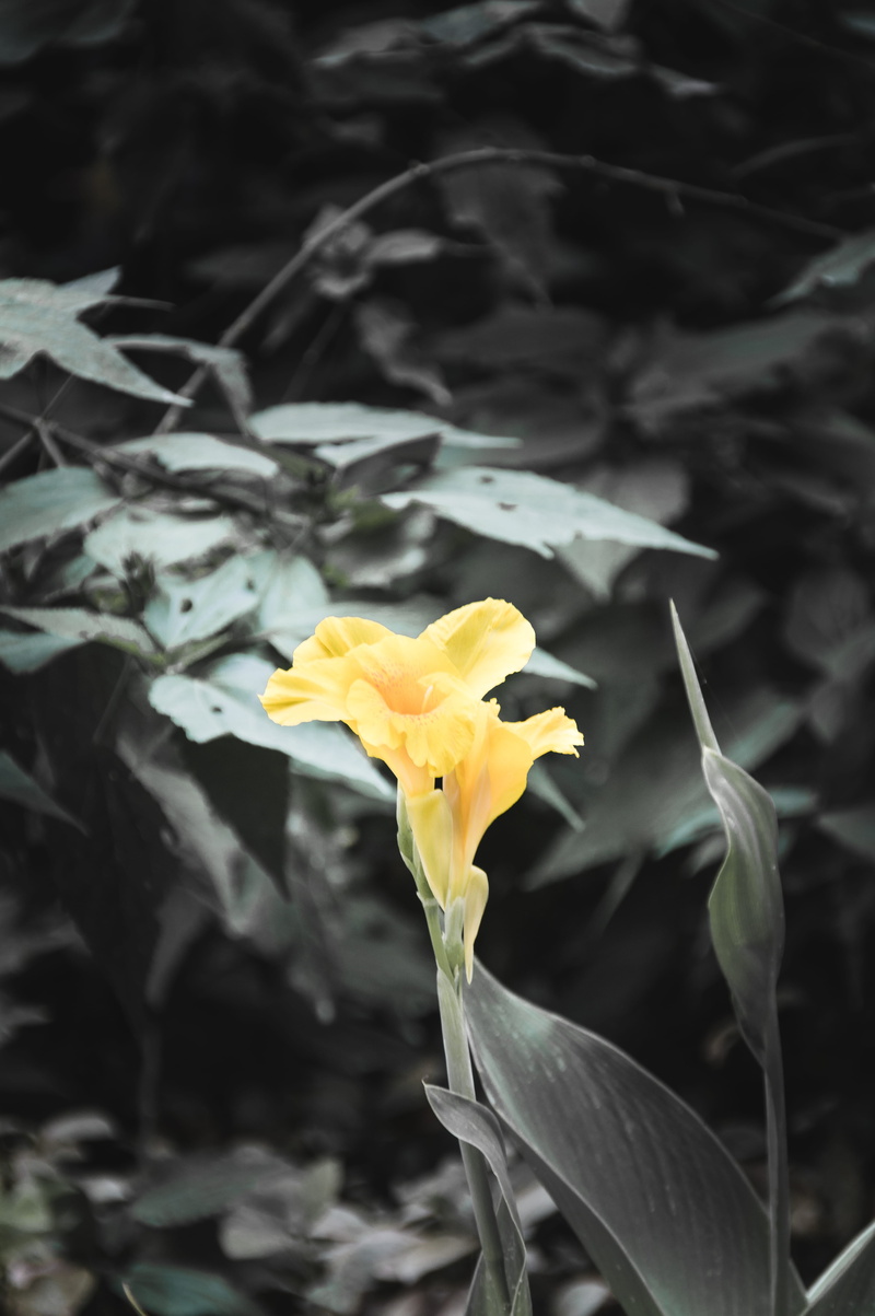 flower head, plant part, plant, freshness, athina, beauty in nature, focus on foreground, flower, flowering plant, greece, national garden, no people, yellow