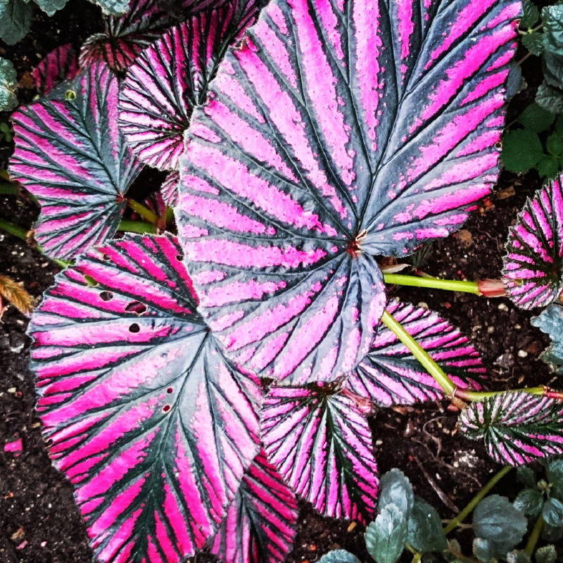 national garden, plant, athina, no people, freshness, leaf, high angle view, vulnerability, plant part, beauty in nature, flowering plant, 1080P, multi colored