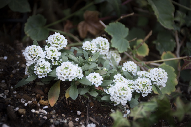 agavaceae, sprout, acanthaceae, flower head, flower, no people, pattern, araceae, shizuoka, snowflake, arenaria, hamamatsu station, geranium, inflorescence