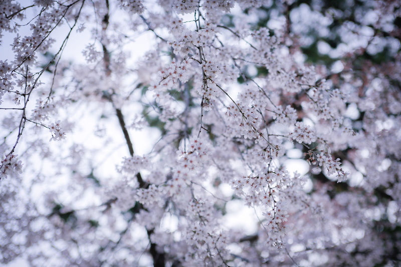cherryblossom, zen, flowerhead, blossom, japan, selective focus, close-up, springtime, vulnerability, freshness, extreme weather, nature, snowing, day