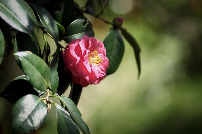 nature, inflorescence, freshness, vulnerability, camellia, plant part, blooming, hamamatsu, flower head, no people, 4K, springtime, beauty in nature, green color