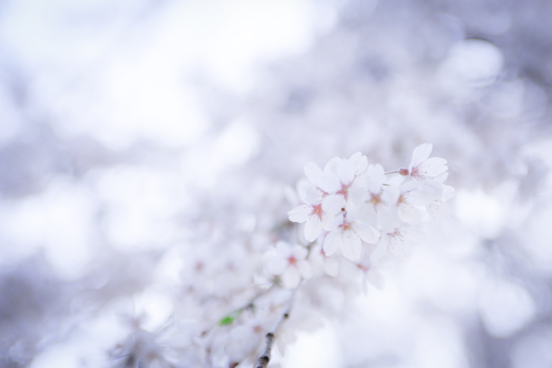 hamamatsu, silence, cherry blossom, day, flower head, japan, beauty in nature, magichour, plant, sakura, cherry tree, botany, tranquility, close-up, nature