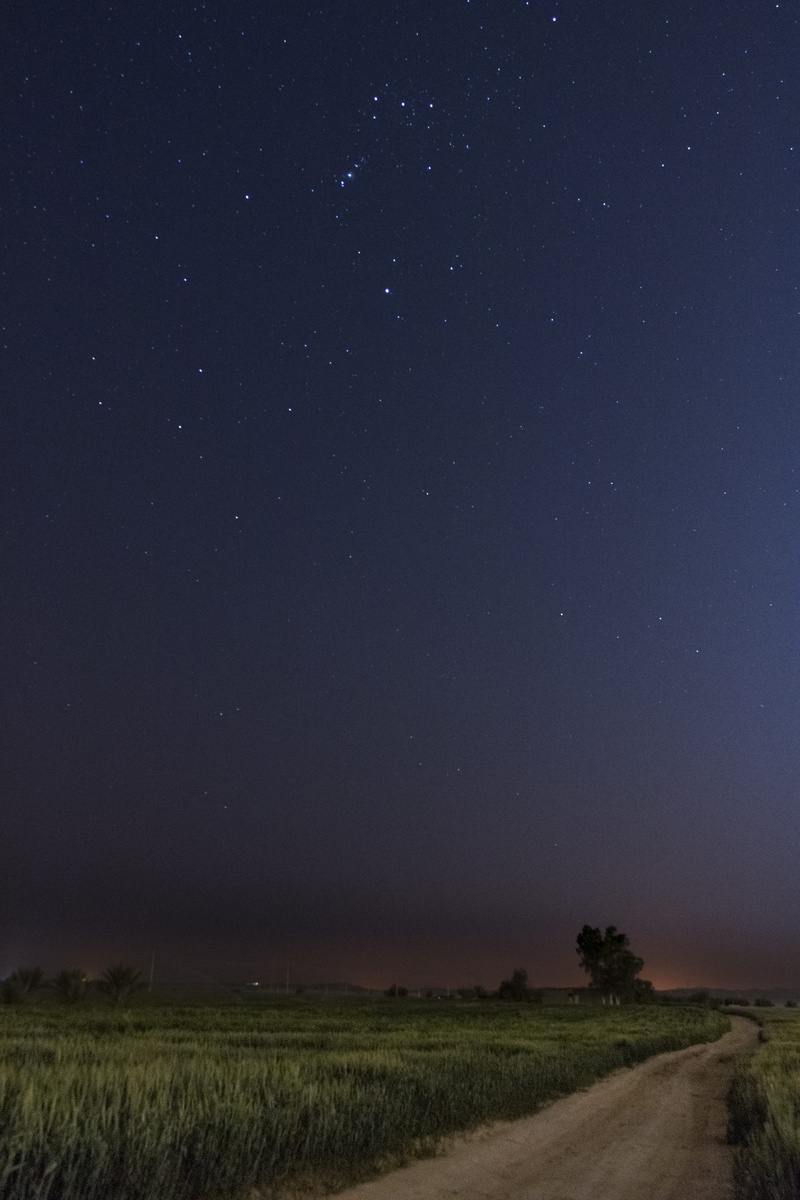 no people, tranquil scene, long expo, plant, night, astronomy, sky, nature, star field, star - space, idyllic, scenics - nature, stars, tranquility, night sky