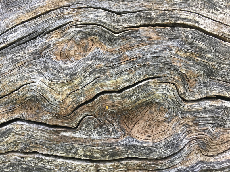 tree, full frame, no people, day, rock, aged, 4K, pattern, wood grain, solid, brown, trunk, nature, plywood, backgrounds, wood - material, texture, wood