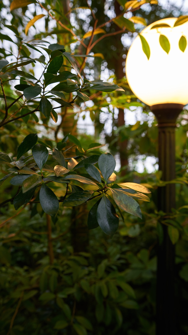 lampshade, focus on foreground, geranium, leaf, close-up, growth, honey, beauty in nature, mango, acanthaceae, lute, veins, plant part, food, low angle view